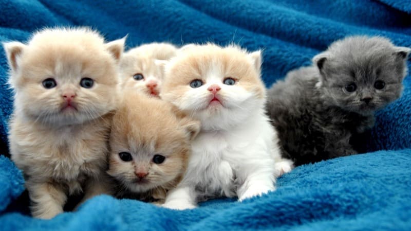 Éleveur de chats