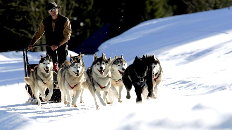 Musher
