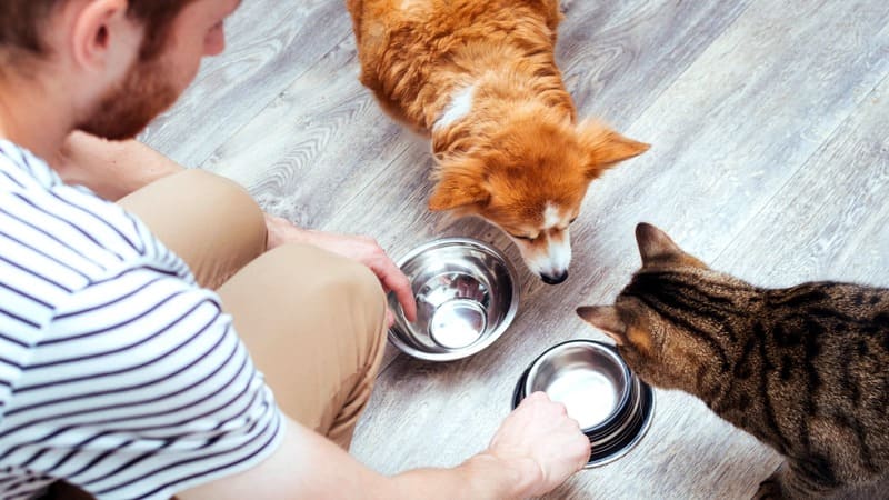 Petsitter