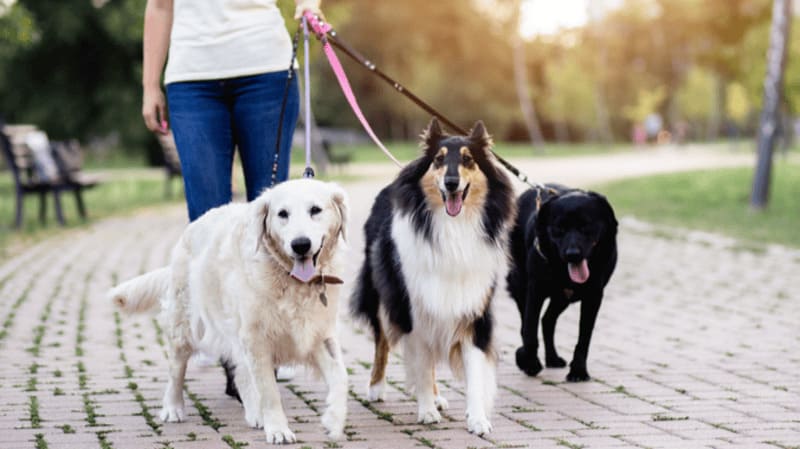 Promeneur de chiens