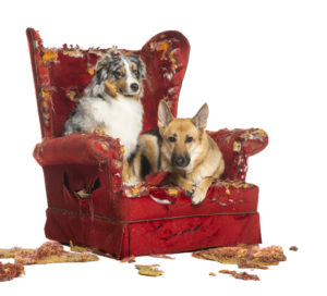 German and Australian Shepherd and Poodle on a destroyed armchair, isolated on white